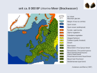 seit ca. 8 000 BP Littorina Meer (Brackwasser)