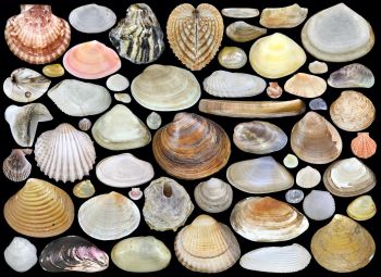 The animal group of marine bivalves in the German waters of the North Sea and Baltic Sea shows a remarkable diversity.