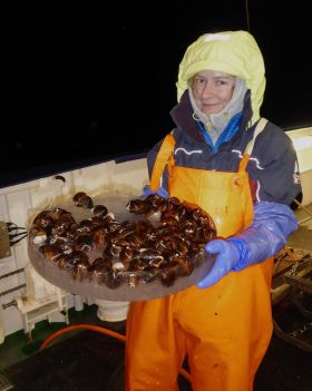 IOW researcher Mayya Gogina with a sample of ocean quahog