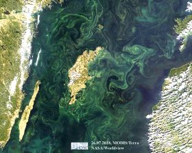Satellite photo of the Baltic Sea in the area of the island of Gotland with clearly visible blue-green algae blooms