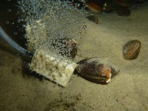 Islandmuscheln arctica islandica