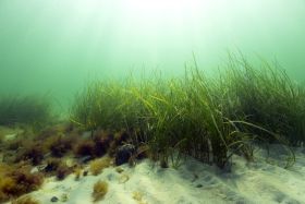 Seagrass beds are valuable habitats with high biodiversity and perform many important ecosystem functions.