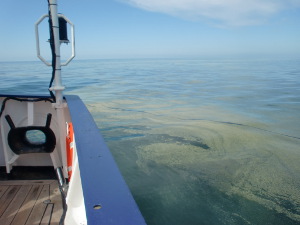 Cyanobakterienteppich auf offenem Meer